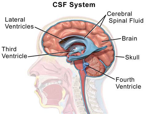 csf yellow fluid leaking from nose|Knowing the Signs of a CSF Leak